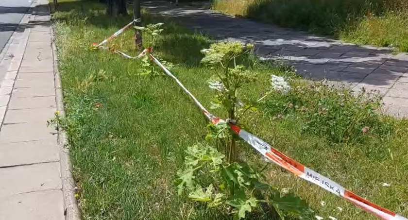 Barszcz Sosnowskiego w Warszawie. Dlaczego jest tak groźny? Co zrobić po kontakcie z rośliną?