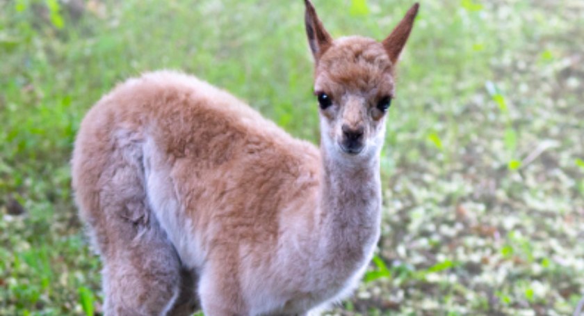 Warszawskie ZOO ma nowego mieszkańca!