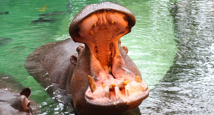 Pelagia kończy 37 lat! ZOO zaprasza na wspólne świętowanie!