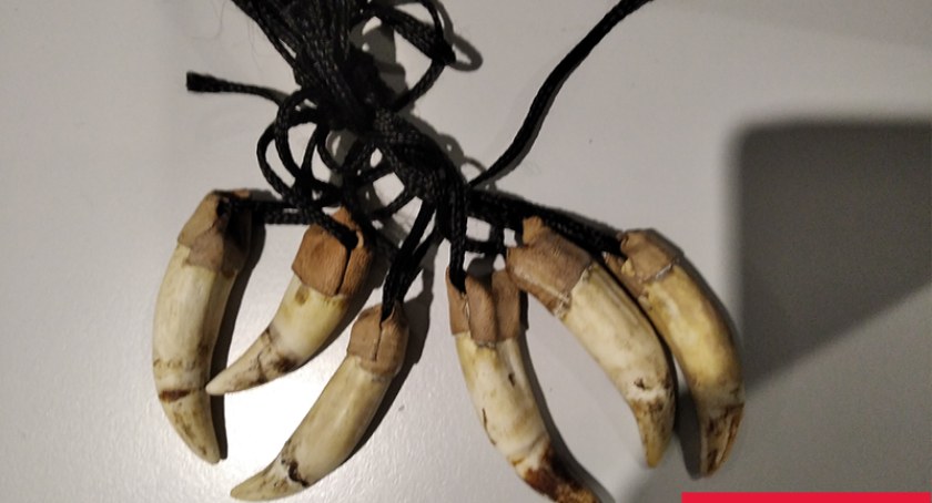 Turystka zatrzymana na Lotnisku Chopina za pamiątki z Gambii - naszyjniki z zębów krokodyla