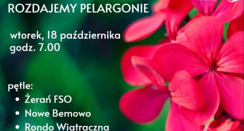 Adoptuj pelargonie