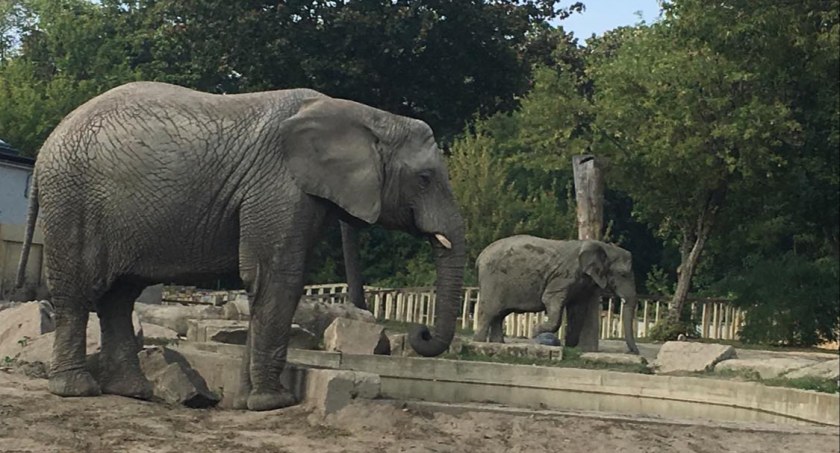 Awaria prądu w ZOO