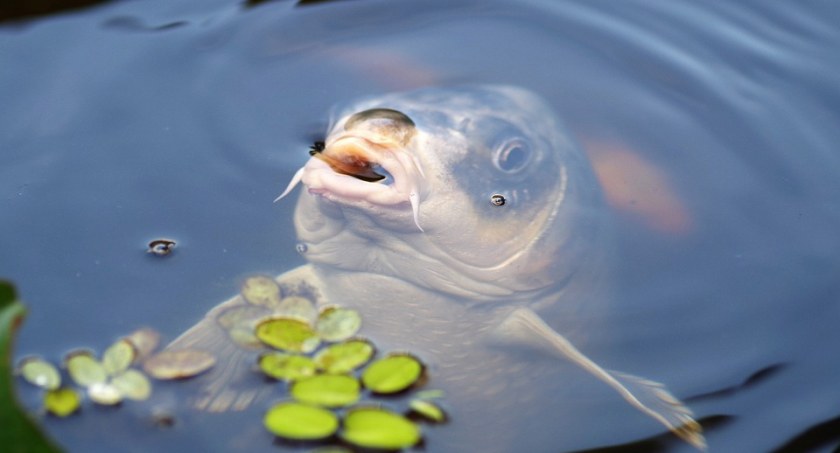 Ile kosztuje karp? Polowanie na tanie ryby trwa