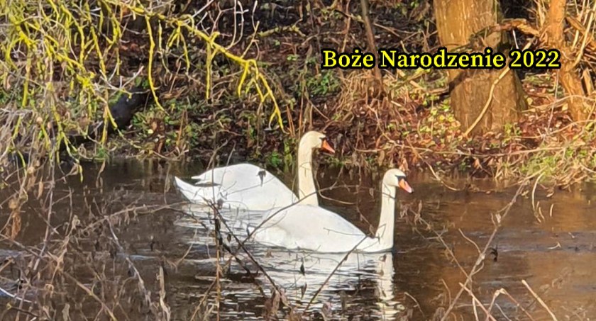 W Sylwestra i Nowy Rok padną rekordy temperatury