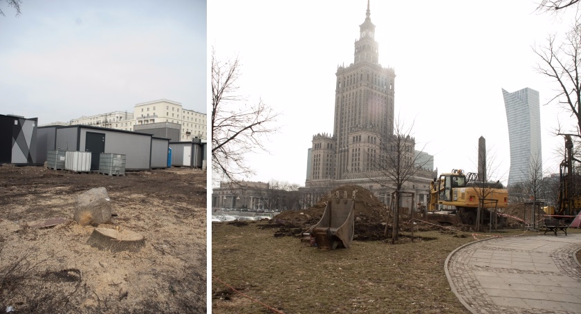 Kolejne drzewa wycięte w Warszawie. Tym razem przy samym PKiN