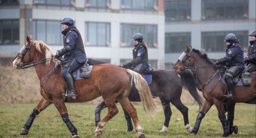 Nietypowi pracownicy policji. 12 koni służbowych wzięło udział w atestacji