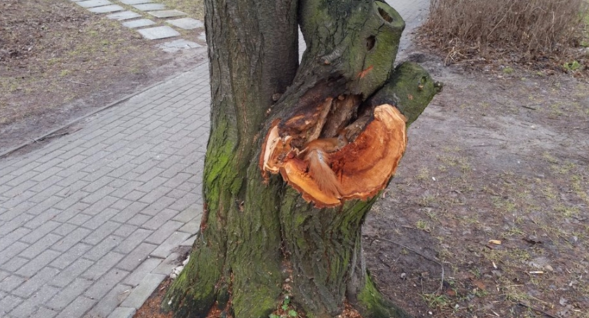 Drzewo z martwą wiewiórką nie zostało ścięte, a powalone przez wichurę