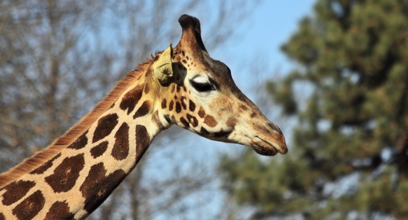 Tydzień Misji Ogrodów Zoologicznych i Akwariów w Warszawskim ZOO!