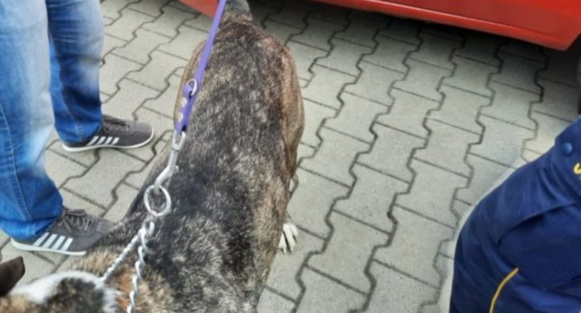 Pies był zamknięty w bagażniku przez 13 godzin