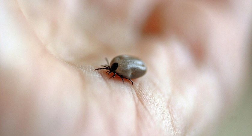 Ohyda. Pierwsza plaga kleszczy w tym roku