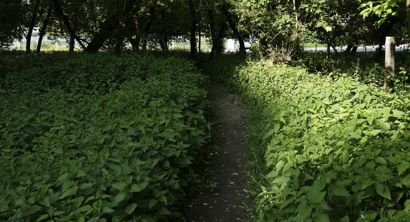 Plantacja pokrzyw na Żoliborzu