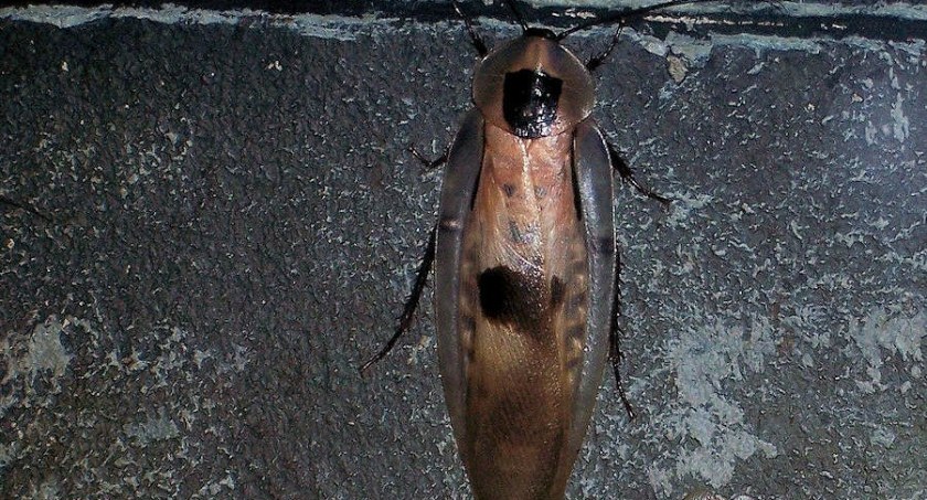 Kolejna plaga robactwa w mieście