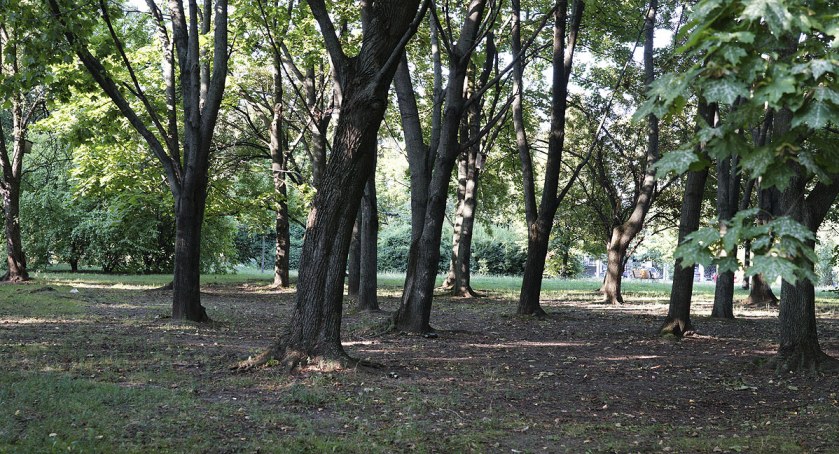 Pomiędzy Dobrą a Browarną