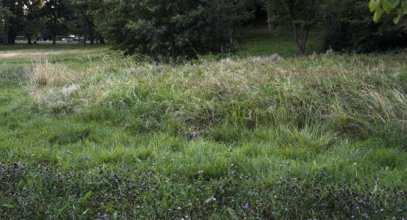 Tajemnice botanicznego ogrodu na Powiślu