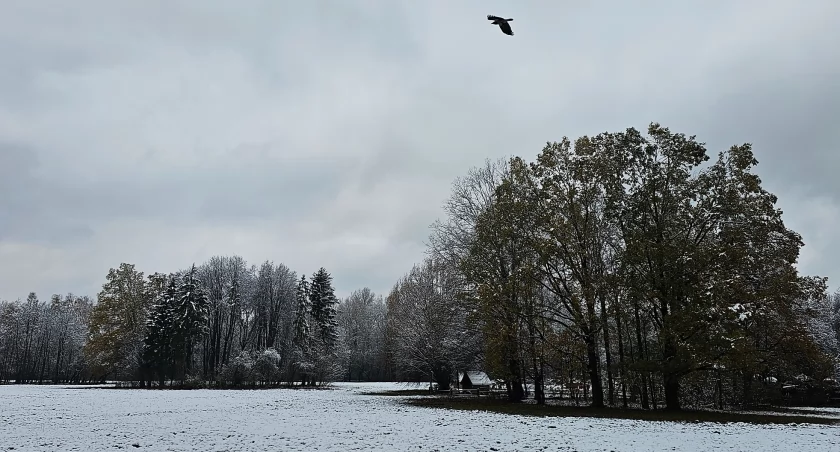 Brak pomysłu na spacer? Zobaczcie Park Młociński w zimowej odsłonie (ZDJĘCIA)