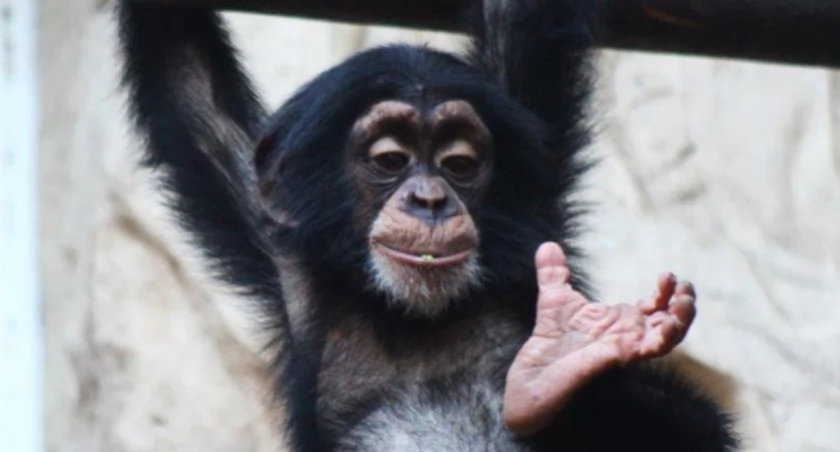 Szympans Frodo będzie obchodził urodziny! Warszawskie ZOO zaprasza