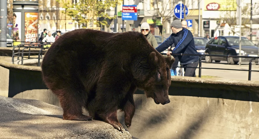 Praga Północ i misie