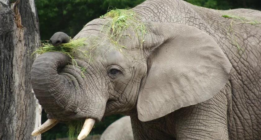 Warszawskie ZOO zaprasza na urodziny słonia Leona!