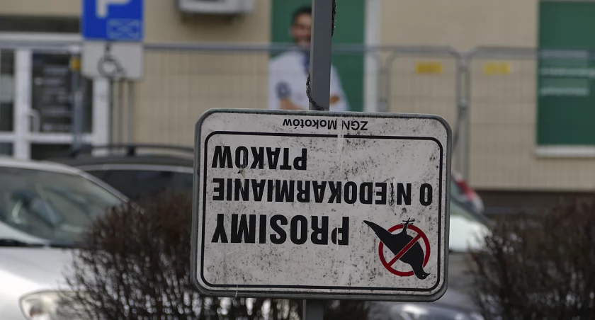 Karmienie ptaków na Mokotowie