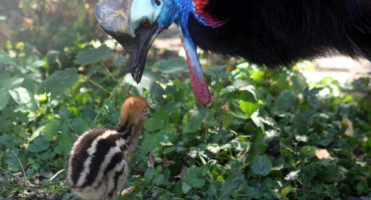 Warszawskie ZOO świętuje narodziny kolejnego stworzonka [ZDJĘCIA]