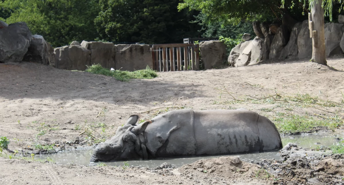 Imprezowo w warszawskim zoo. Tego nie można przegapić!