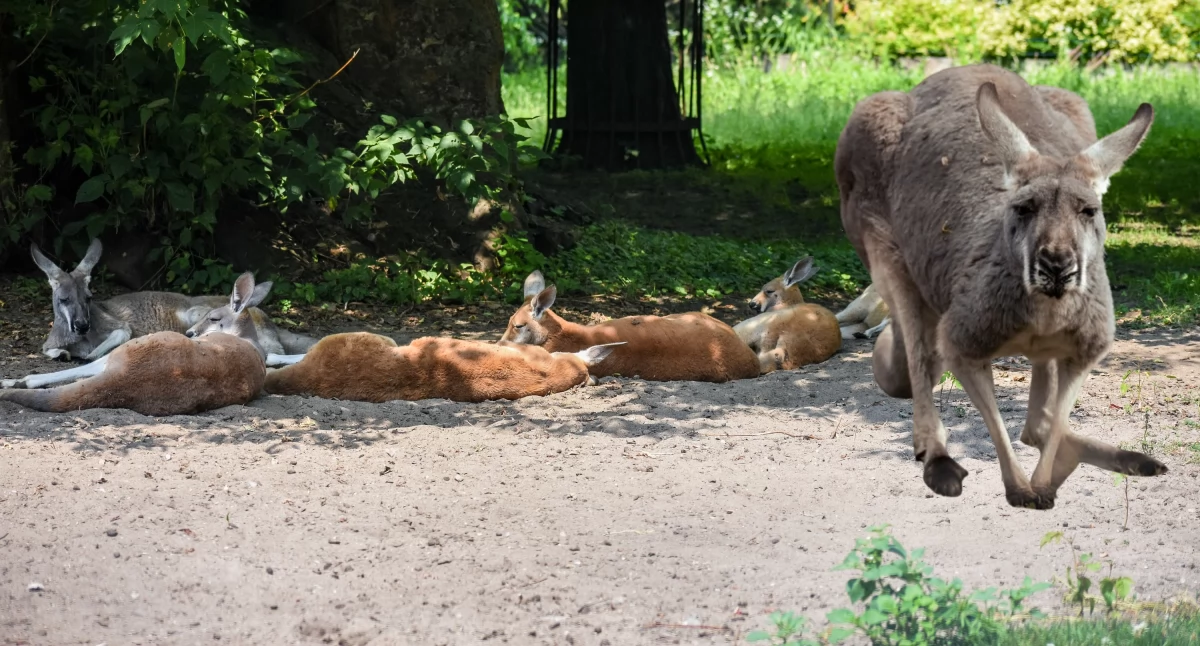 Dzień Kangura - świętuj razem z warszawskim ZOO