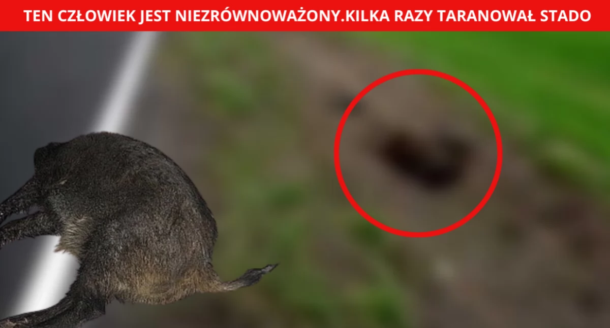 Niezrównoważony? Kilkakrotnie taranował stado. SKANDAL w Otwocku