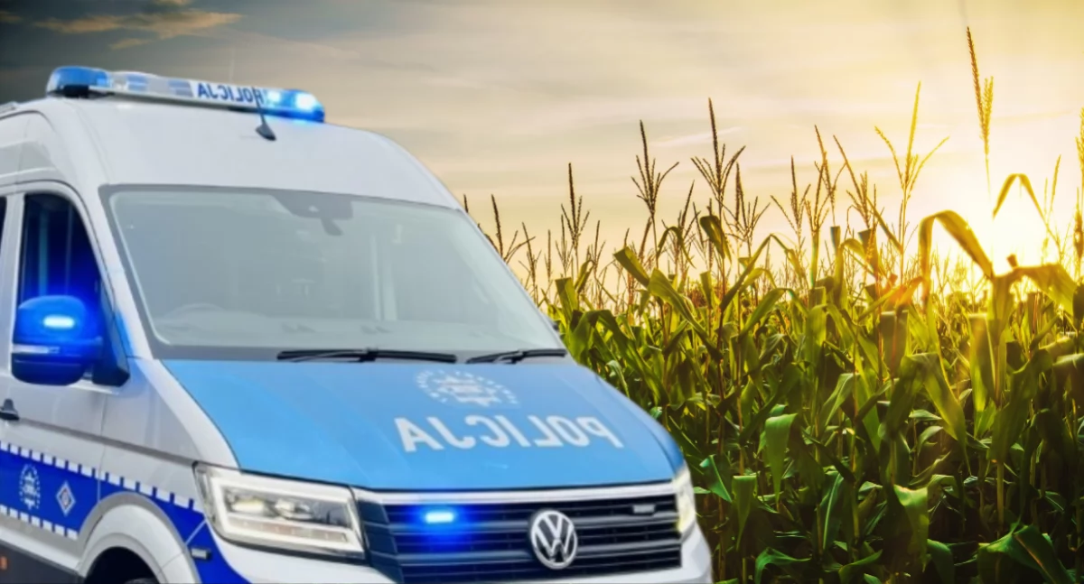 Upozorował własne porwanie. Znaleźli go w polu kukurydzy