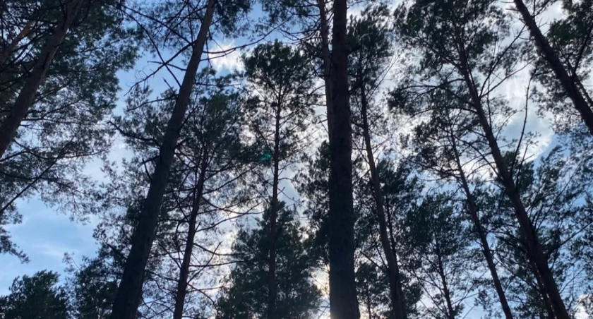Zbudował nielegalny most na terenie rezerwatu przyrody. 