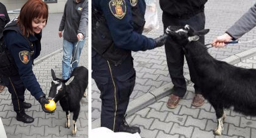Koza na spacerze po Bielanach