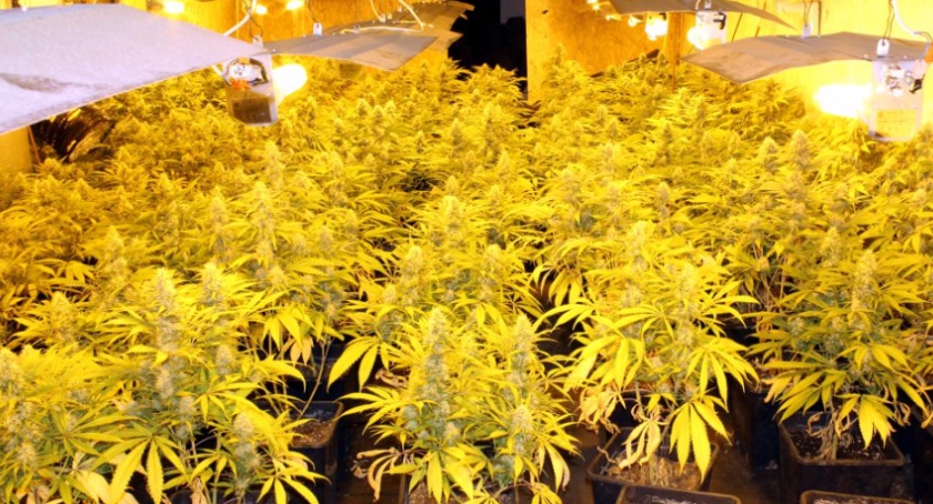 Plantatorzy marihuany złapani na Ochocie. 50 kg narkotyków nie trafi na rynek