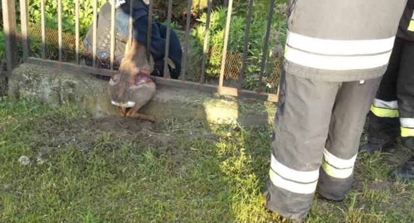 Ekopatrol znów w akcji - sarna i łoś uratowane