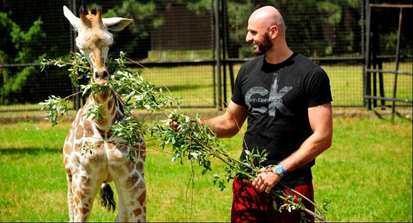 Warszawskie ZOO poinformowało o śmierci Żyrafka Gortata