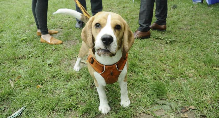 Ogólnopolski dzień dogoterapii - piknik na Polu Mokotowskim
