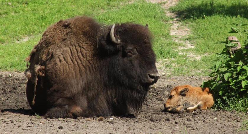 W warszawskim ZOO na świat przyszedł mały bizon [ZDJĘCIA]