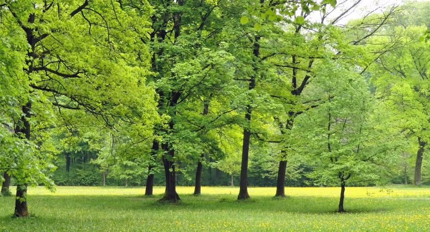 Stare nieużytki zastąpią nowe obszary zieleni 