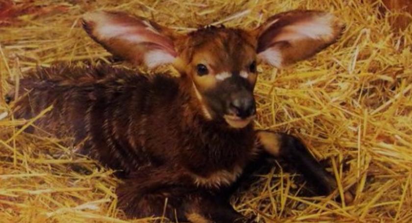 Młoda antylopa bongo w warszawskim ZOO