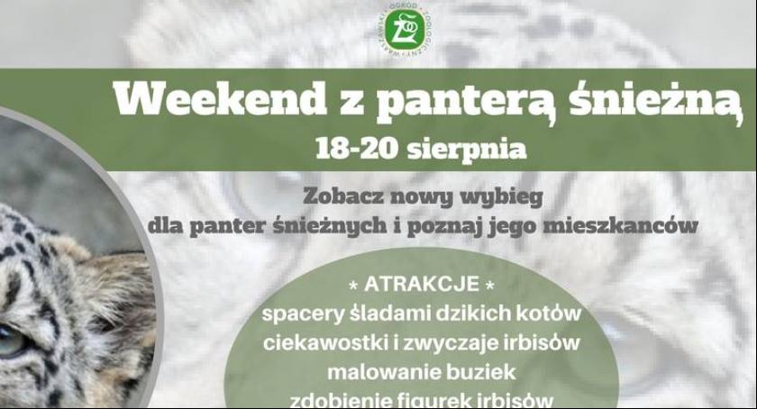 Pantery śnieżne wracają do warszawskiego zoo
