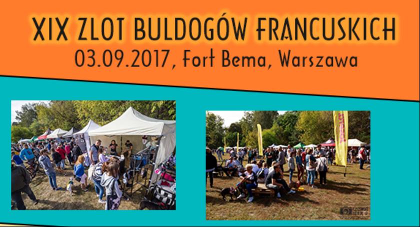 XIX Zlot Buldogów Francuskich