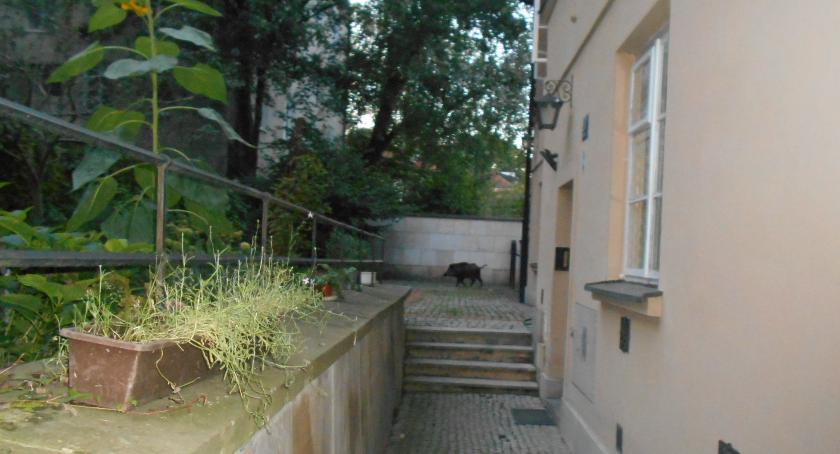 Zwiedzał Stare Miasto i ...został zatrzymany. Nietypowy gość na Starówce