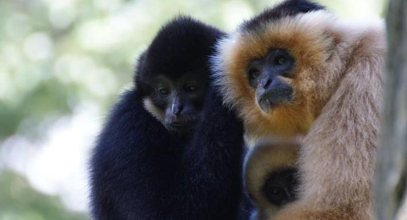 Gibbon week w Warszawskim ZOO. Dużo atrakcji dla miłośników małp!