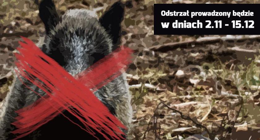 Rusza odstrzał dzików w Warszawie. Jest decyzja wojewody