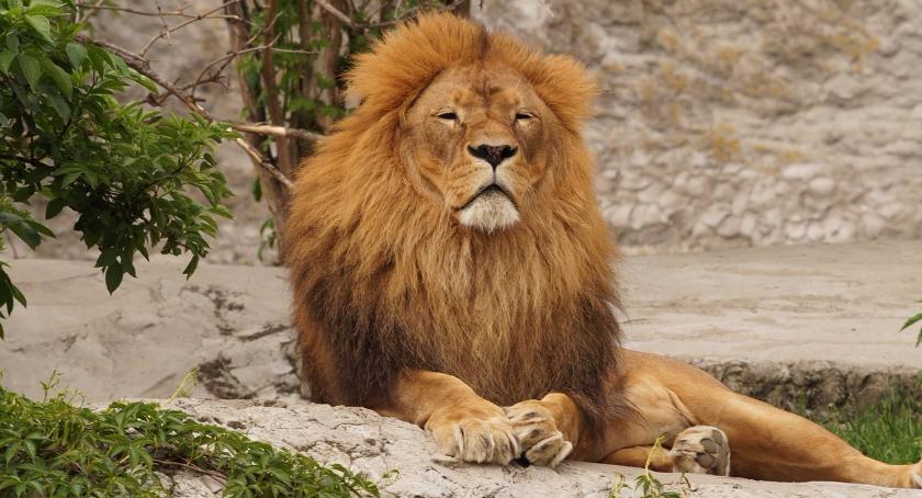 Lornetkowy spacer po warszawskim ZOO