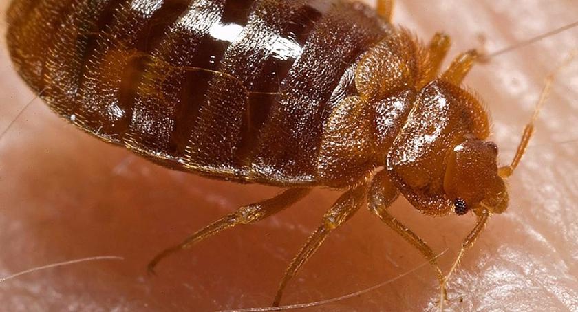 Plaga pluskiew w Warszawie. Które dzielnice są zagrożone?