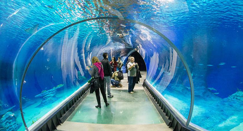 Oceanarium w Warszawie? Jest pomysł