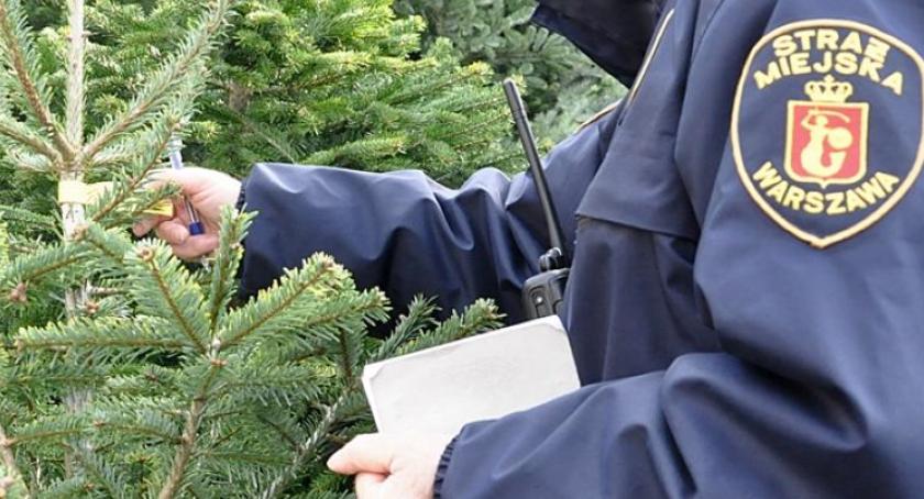 Nie kupujmy choinek z nielegalnych wycinek! Straż miejska rusza z kontrolami