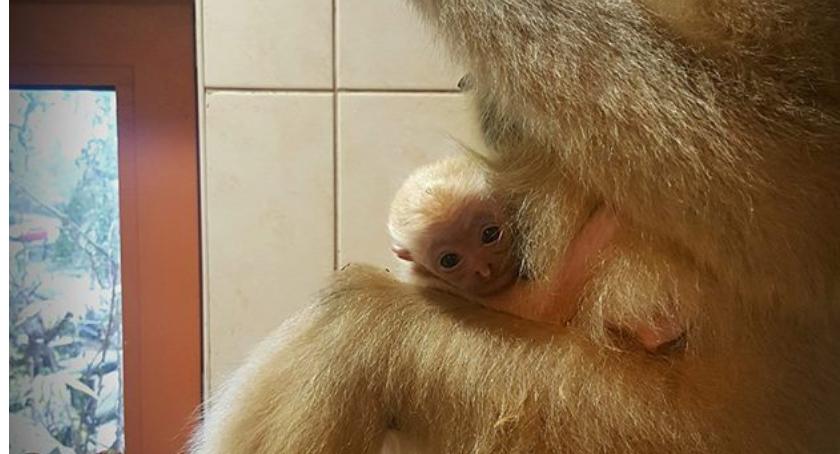 Poznajcie nowego mieszkańca ZOO. Maluch ma już miesiąc!