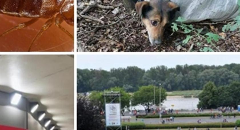 TOP 5 roku 2017 - czym żyliśmy w ciągu ostatnich 12 miesięcy