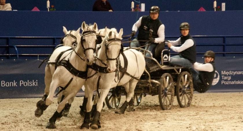 Cavaliada po raz 7. czyli gwiazdy jeździectwa na Torwarze [ZDJĘCIA]