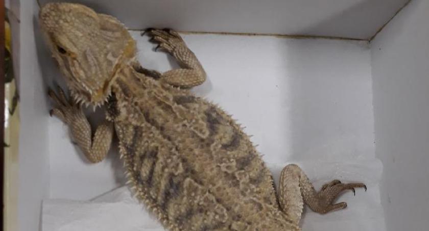 Agama brodata przeżyła dzięki pomocy człowieka
